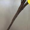 Plum Blossom Branch with Thick Stem - Chinese Style Winter Sweet for Living Room Decor and Landscaping