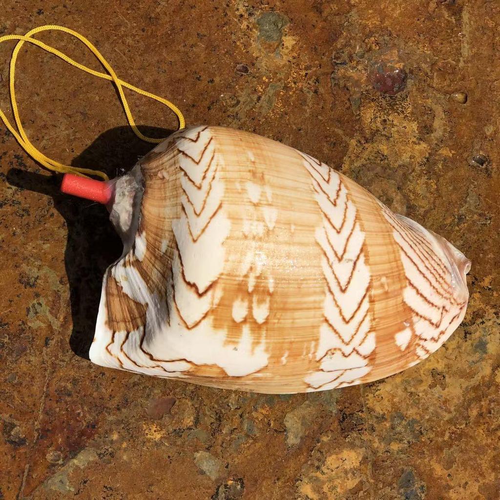 Street Stall Conch Shell Whistles & Toys: Creative Souvenirs