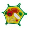 Educational Animal Plant Cell Anatomy Model Animal and Plant Cell Model Biology Teaching Aid