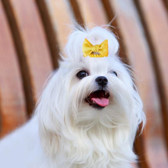 Pet Dogs With Hair Bows Dog Hair Bows With Clips 4-Pack Cute Pet - Main Image