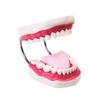 Human Tooth Anatomy Model for Teaching and Simulation - Detachable Denture Mold