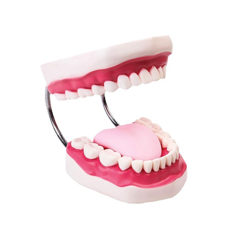 Human Tooth Anatomy Model for Teaching and Simulation - Detachable Denture Mold