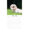 Red Robin 2026 Pekingese Monthly Wall Calendar | 12" x 24" Open | Premium Thick & Sturdy Paper | Hangable 12 Month Calendar | Lined Notes & To Do