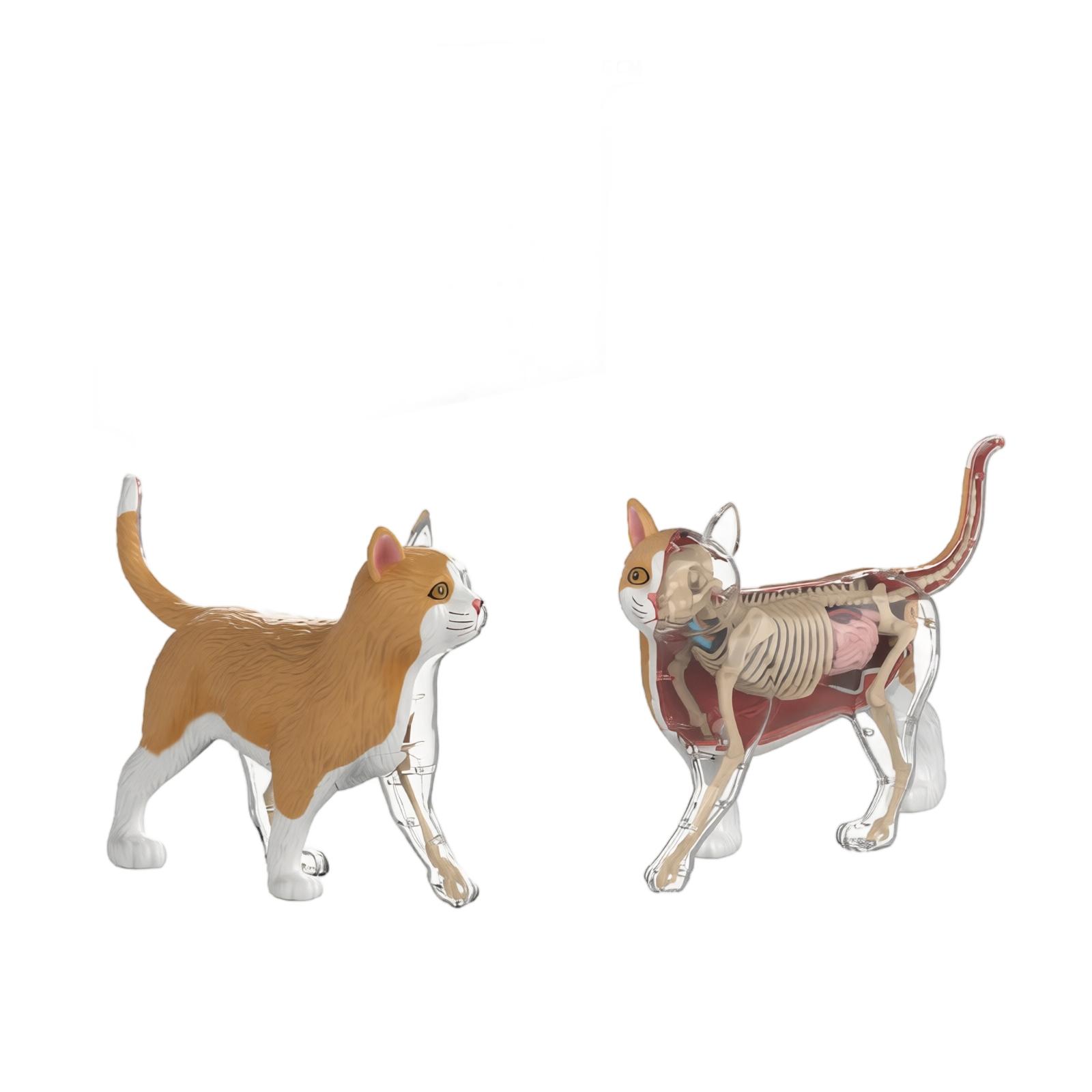Cat Anatomy Model Educational Toy for Children with Removable Skeleton and Organs Interactive Science Learning Kit for Kids One Size