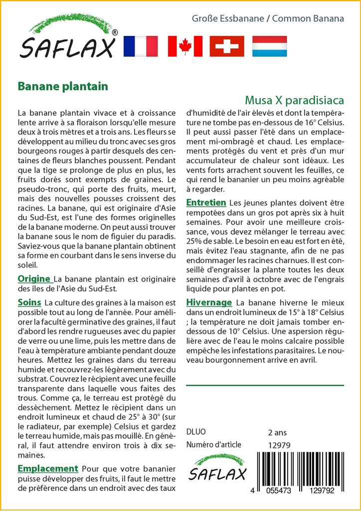 SAFLAX Common Banana - 10 Seeds - Musa X Paradisiaca