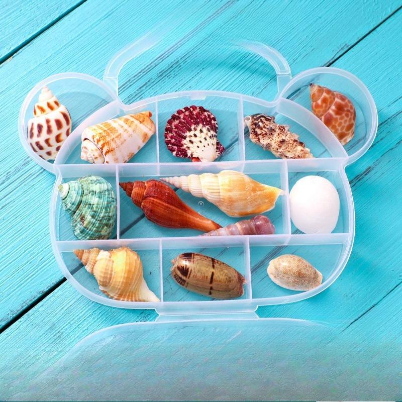 Shell Conch, Popular Science Materials, Specimens, Snail Storage Set, Gift Box, Kindergarten Marine Life Collection