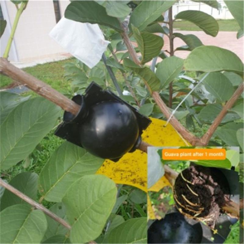 Air Stratified Plant  Rooting  Device Rooting Ball Garden Fruit Tree Seedling Growing Device