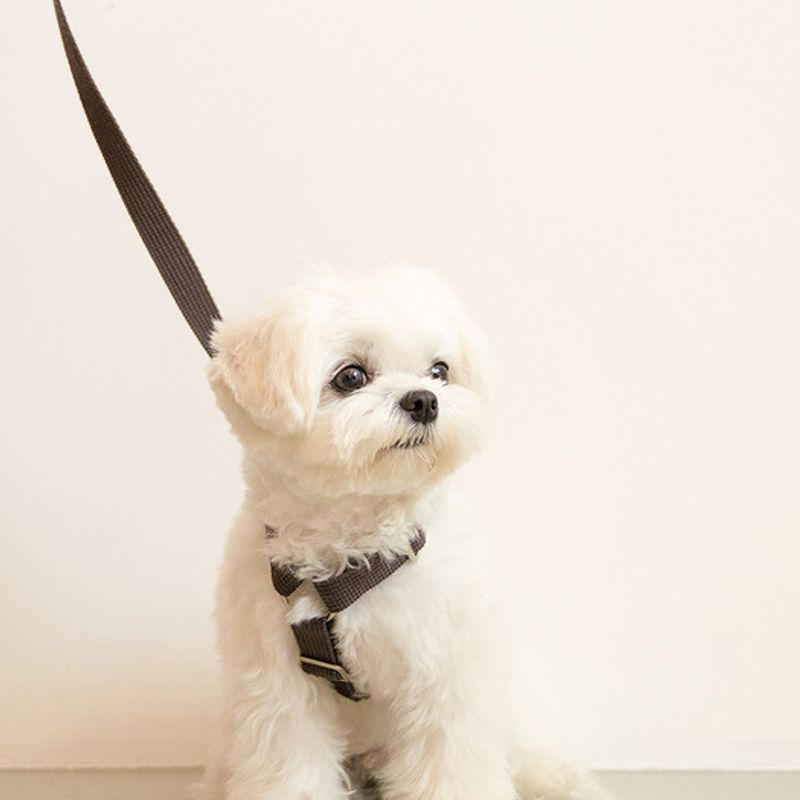 Foreverybari Harness Set (charcoal)