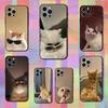 Funny Memes Cat Case For iPhone 12,14,15,16,11,17,13,X,Mini,SE,XS,Plus,Pro,Max,8,7,XR,Soft Silicone Black