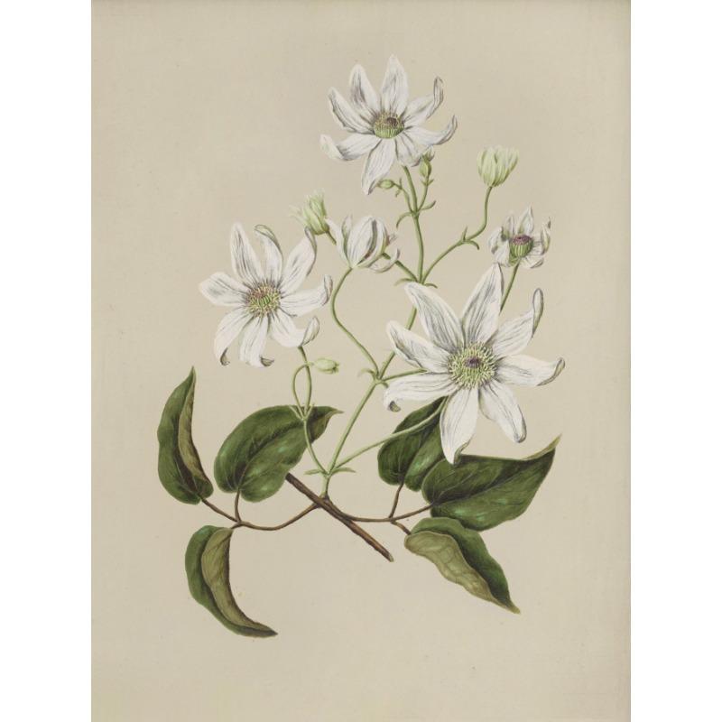 Vintage Beauty Style Botanical Flower Floral Gallery Art Poster Canvas Painting Wall Prints Picture for Living Room Home Decor