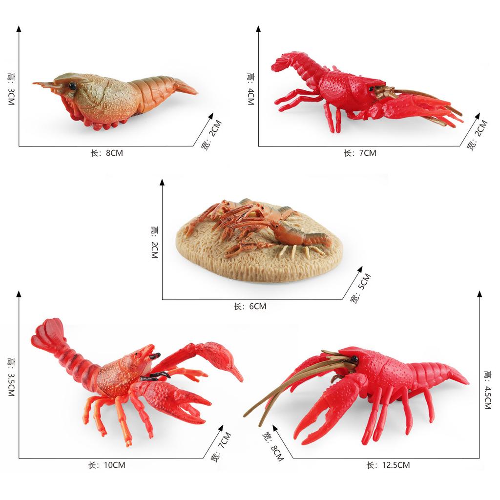 Simulation Of Marine Animal Crayfish Growth Cycle Model Crayfish Growth Process Static Ornament