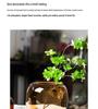 Elegant Large Glass Vase - Luxury Home Decor for Living Room Desktop