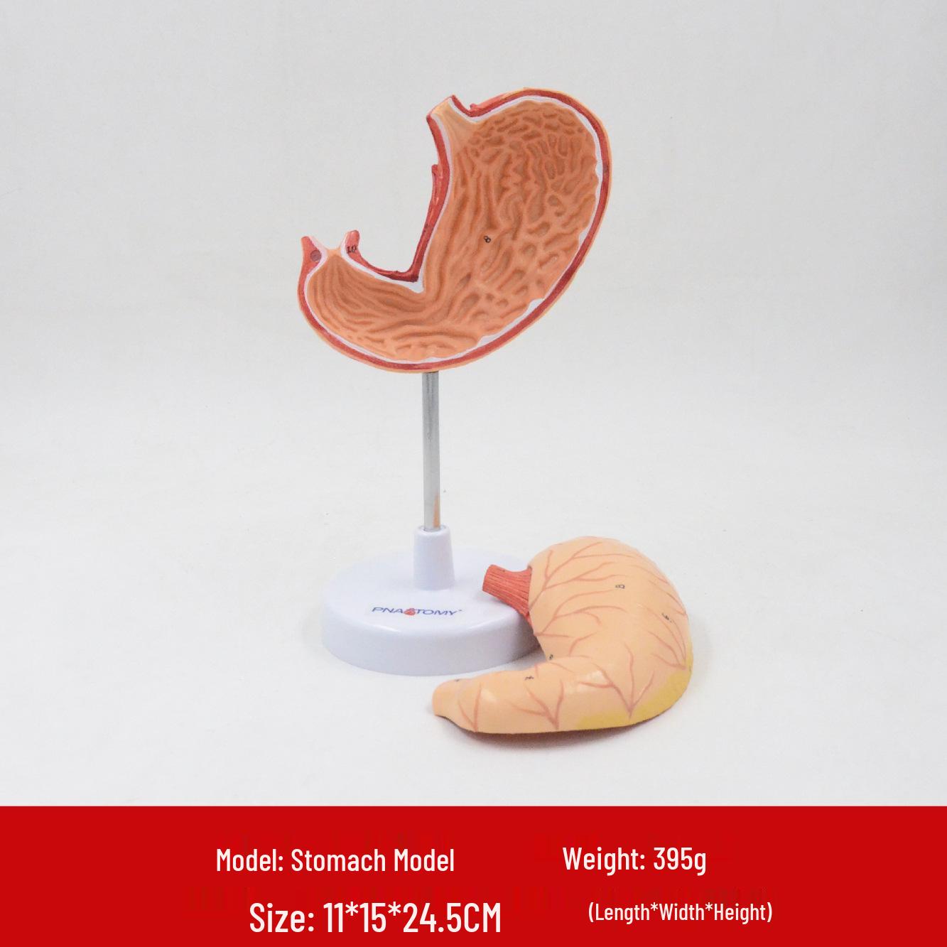 1:1 Human Stomach Anatomy Model - Gastrointestinal Teaching and Medical Gift 13x15x16cm
