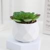 Diamond Succulent Set: Desktop Potted Ornament Decor