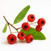 30 Seeds of Burning Bush (Pyracantha Coccinea)