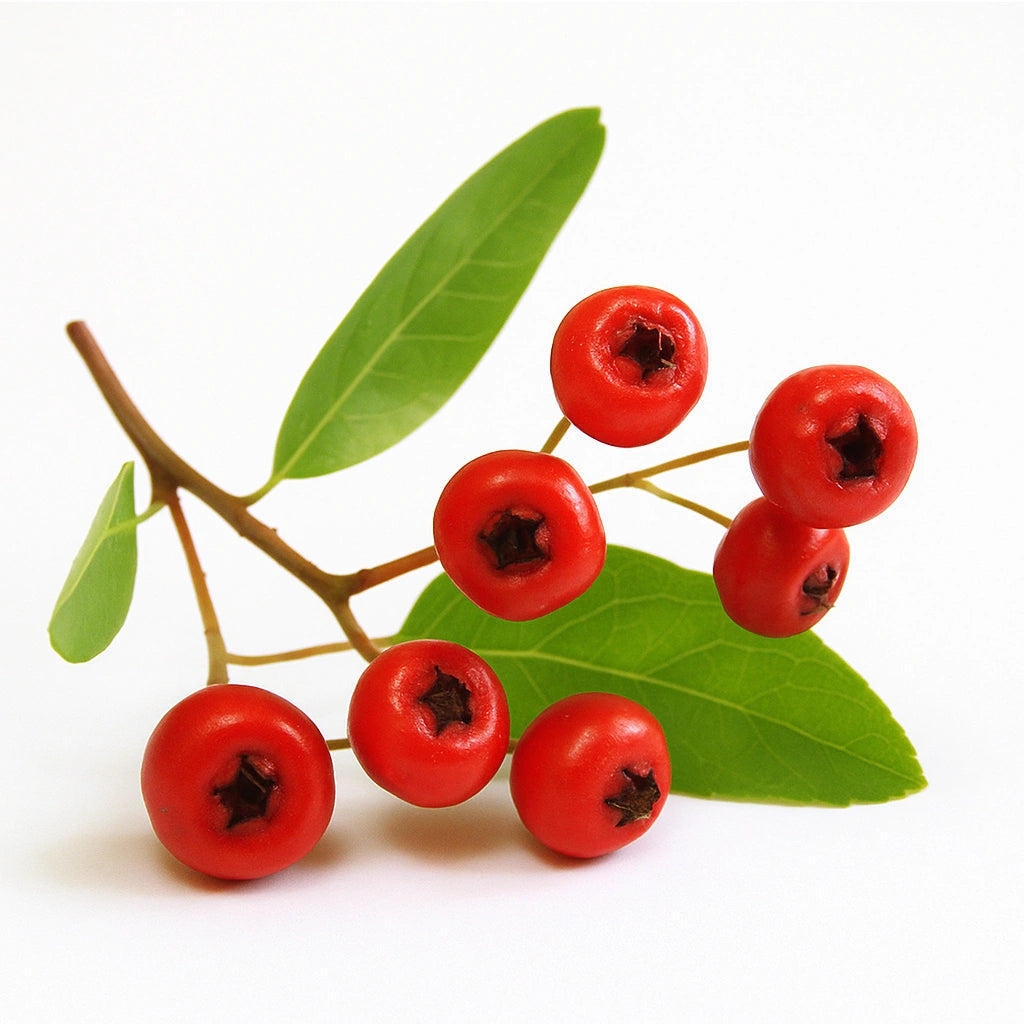30 Seeds of Burning Bush (Pyracantha Coccinea)