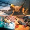 2Pieces Reptiles Hammock Bearded Dragon Hammock Suction Cup Hanging Lounger for Lizard Geckos Climbing
