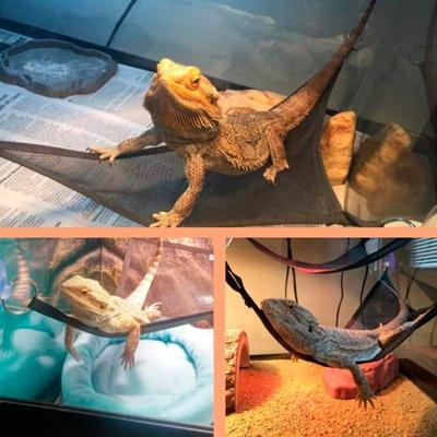 Reptiler – Terrarium
