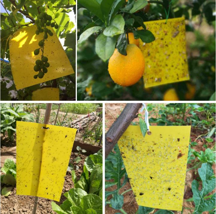 Yellow Sticky , 2010cm, 10 Pack - Extra Sticky for Flying , , , Indoor Outdoor Use