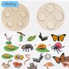 Montessori Wooden Lifelike Insect Animal Life Cycle Board Teaching Plant Animals Growth Cycle Model Set Preschool Cognitive Toy