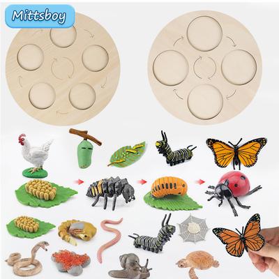 Montessori Madera Realista Insecto Animal Ciclo de Vida Tablero Enseñanza Planta Animales Ciclo de Crecimiento Modelo Set Preescolar Juguete Cognitivo