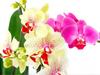 5D DIY Diamond Painting Orchid Rhinestone Pictures Full Round Diamond Embroidery Flower Crafts Kit Home Decor