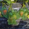 100Pcs with Drawstring Fruit Protection Bags Organza Anti-Bird Netting  Wedding Gift