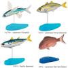 Calorata Salzwasserfische 3D Enzyklopädie Arten Beinhaltet Ständer und Realistische Figuren Geburtstagsgeschenk Hygienevorschrift Fisch Geschenk (15 / Anweisungen)