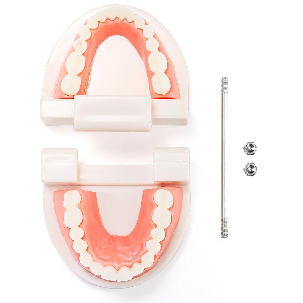 6 Packs Dental Teeth Model, Dental Demonstration Model for Study, Standard Teeth Models, Plastic Mouth Model, Fake Mouth for Teaching, Dentist