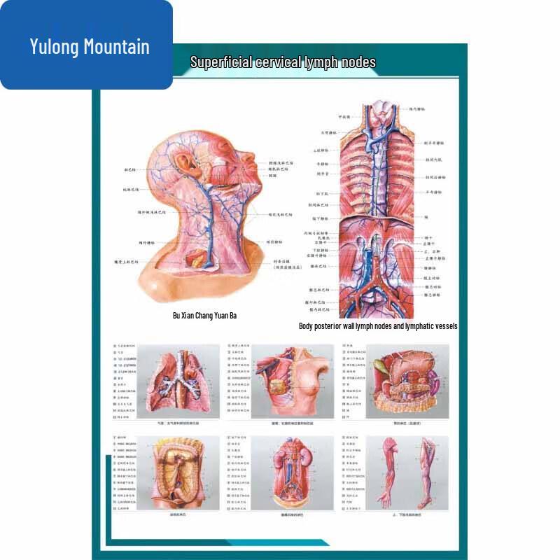 Набор настенных плакатов по системе анатомии человека