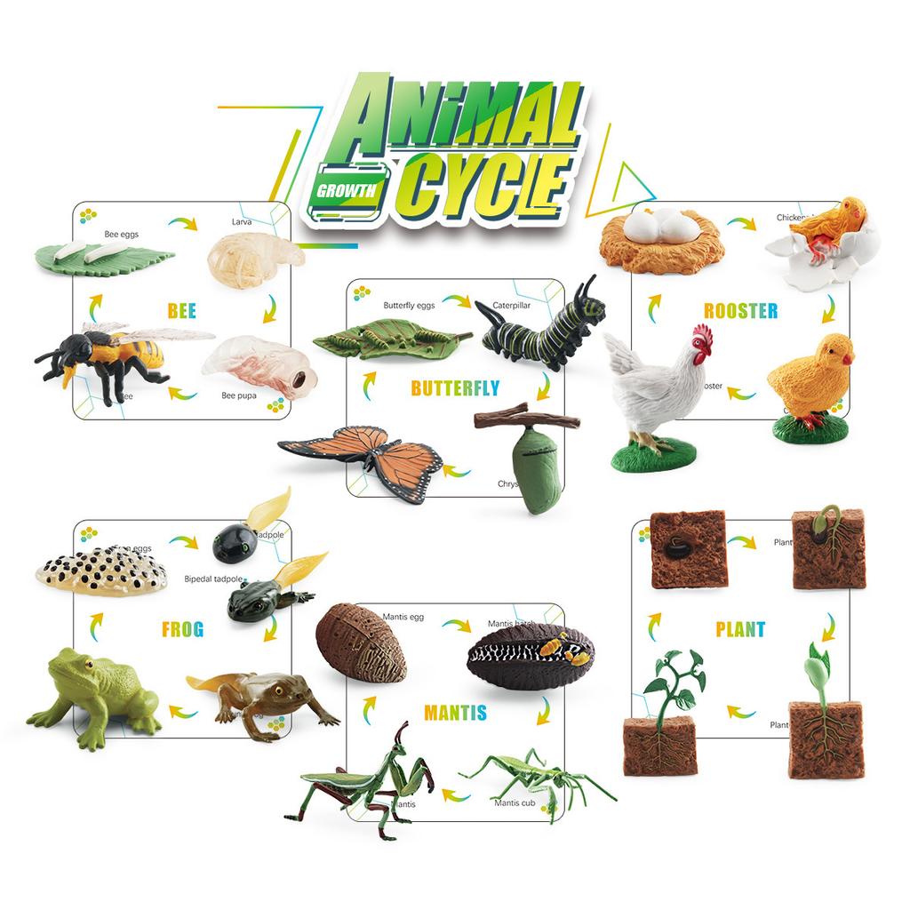 25 Simulated Insect Growth Cycle Card Set Plant Bee Butterfly Frog Mantis Model Ornament Toy