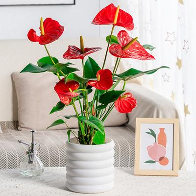 Boligdekorationer – Dekorative blomsterpotter