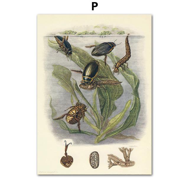 Vintage Beetle Insect Poster Specimen Retro Illustration Wall Art Canvas Painting Posters and Prints Picture for Living Room No Frame