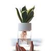 Mini Hydroponic Flower Pot Home Vase Decor Transparent Imitation Glass Soilless Plant Pots Green Plants Pot For Home Decoration