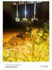 Plug-in Outdoor Mushroom Lights: Waterproof, Ground-Inserted Decor for Garden & Courtyard Atmosphere