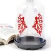 Biology Teaching Aid Demonstrating Diaphragm Action And Gas Exchange In Respiratory Large Size For Clear Instruction