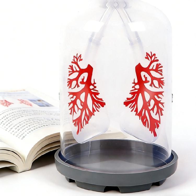 Biology Teaching Aid Demonstrating Diaphragm Action And Gas Exchange In Respiratory Large Size For Clear Instruction