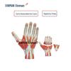 XINMAN Human Hand Anatomy Model