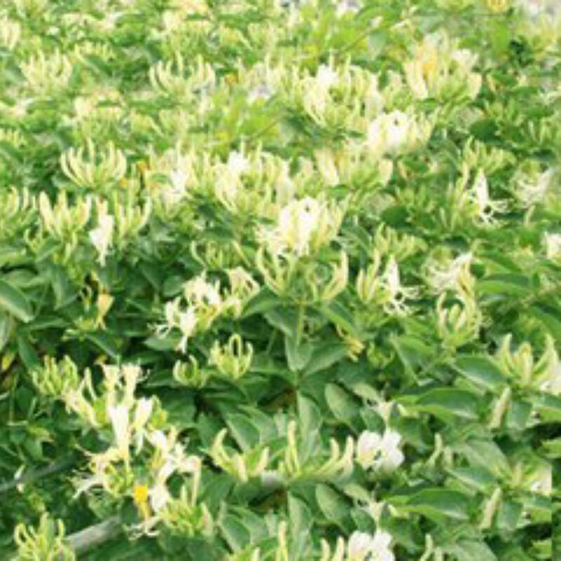 Premium Honeysuckle Tea Cake 200g Hand Pressed Blooming Flower Tea