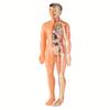 1 Set Human Anatomy Model Set - Removable Skeleton and Full Torso -Skeleton Model Kit with Removable Organs