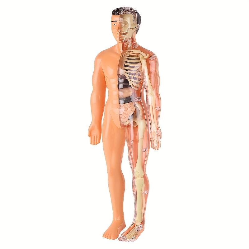1 Set Human Anatomy Model Set - Removable Skeleton and Full Torso -Skeleton Model Kit with Removable Organs