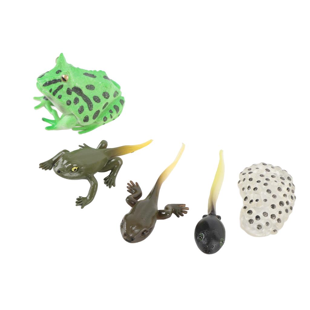 5 Pcs Tadpole Growth Cycle Realistic Detailed PVC Growth Stage Lifelike Tadpole Life Cycle Model Set for Home Office Party Decoration