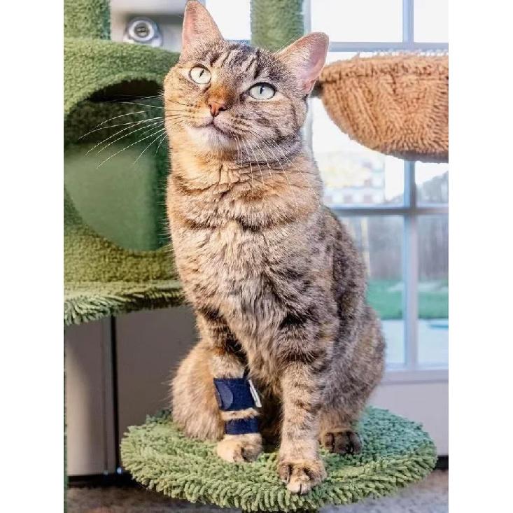 Dog Front Leg Brace Splint Carpal Hyperextension Dog Brace Support For Disabled Injured Small Dog Cat Fractures Sprains Supplies