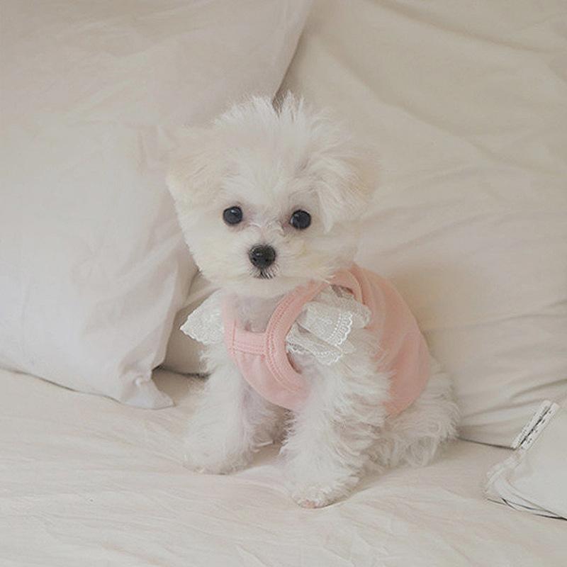 Lace small flying sleeve candy color dog vest spring and summer thin breathable small puppy kitten pet dog clothes