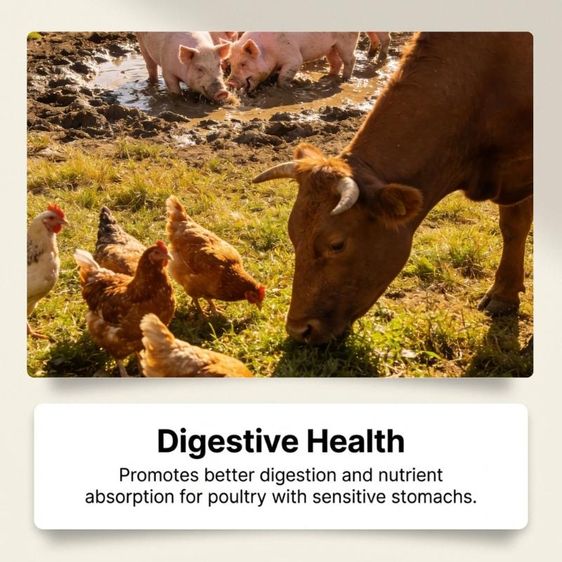 Poultry Feed Supplements Powder with Rich Probiotics And Vitamins For Livestock Strong Immune System And Healthy Growth