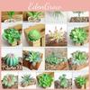 Compact Realistic-looking Fake Succulent For Indoor And Outdoor Decoration