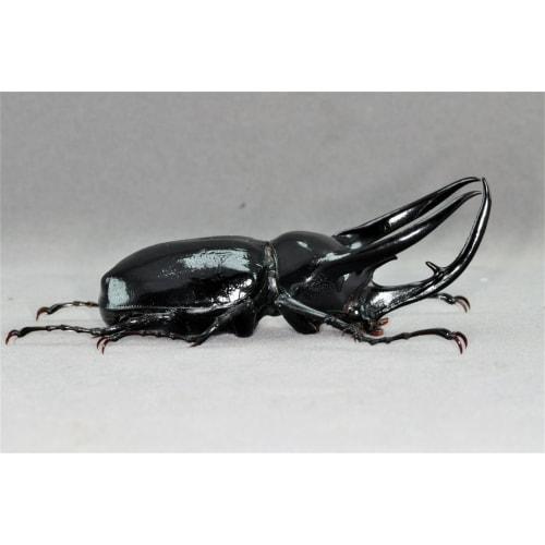 BACALYSO | Nirvana 1/1 Scale Atlas Beetle Figure, Refrigerator Ornament, Magnetic, Realistic, Adult, Illustrated, Insect, Beetle, Resin, Adult-Friendl