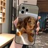 Phone Case Carcasa Funda For iPhone 17 Pro Max 17 Air 16 15 14 13 Pro Max 15 16 Pro 15Plus Dachshund Dog