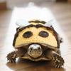 Handmade Knitted Turtle Sweater Winter Warm Pet Clothes for Small Animals Cute Tortoise Apparel Accessory