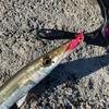 DAIWA Camas Lure Camas Hunter Shad Glow Pearl White